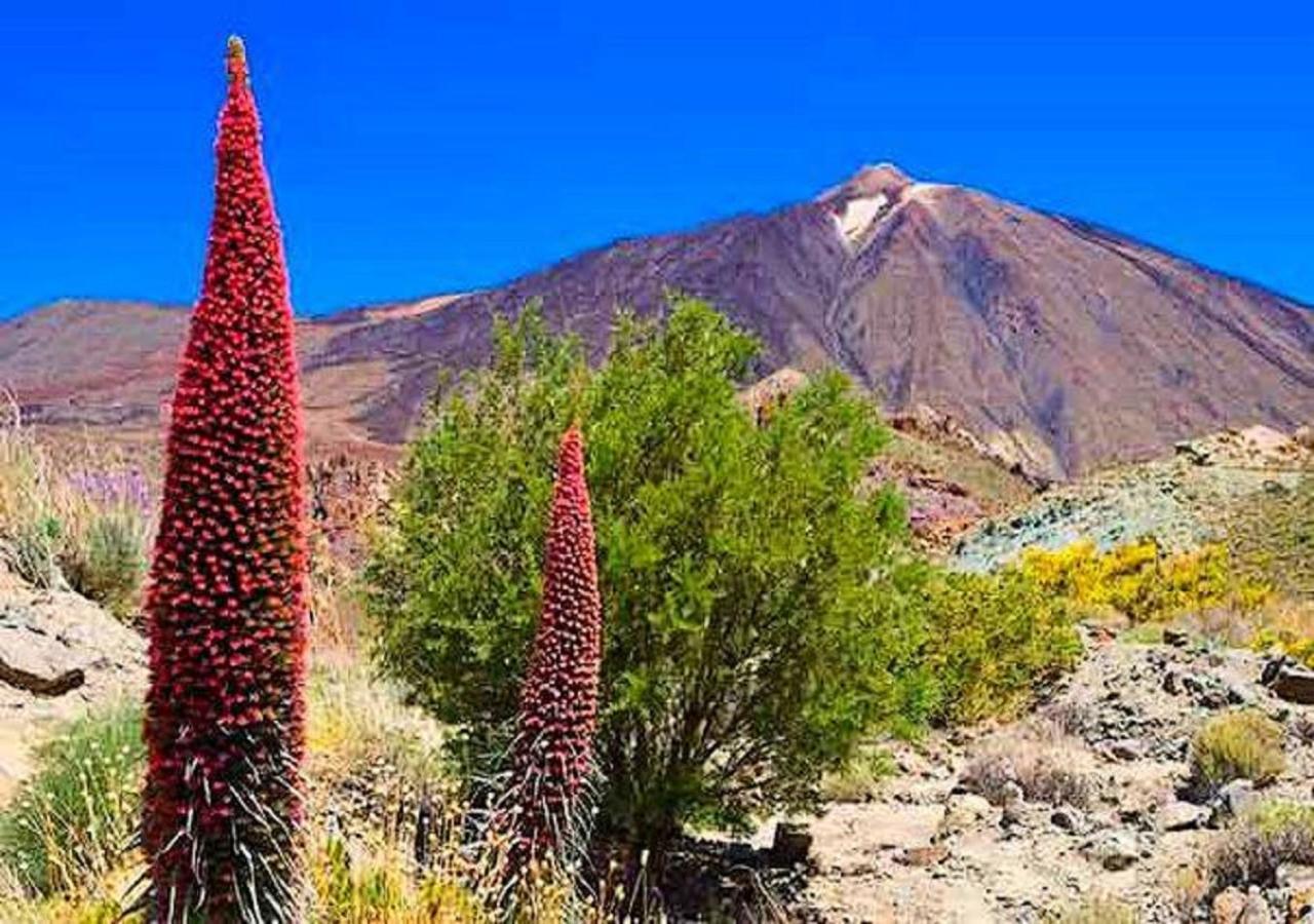 Buena Vibra Tenerife Sur بلايا ذي لاس أميريكاس المظهر الخارجي الصورة